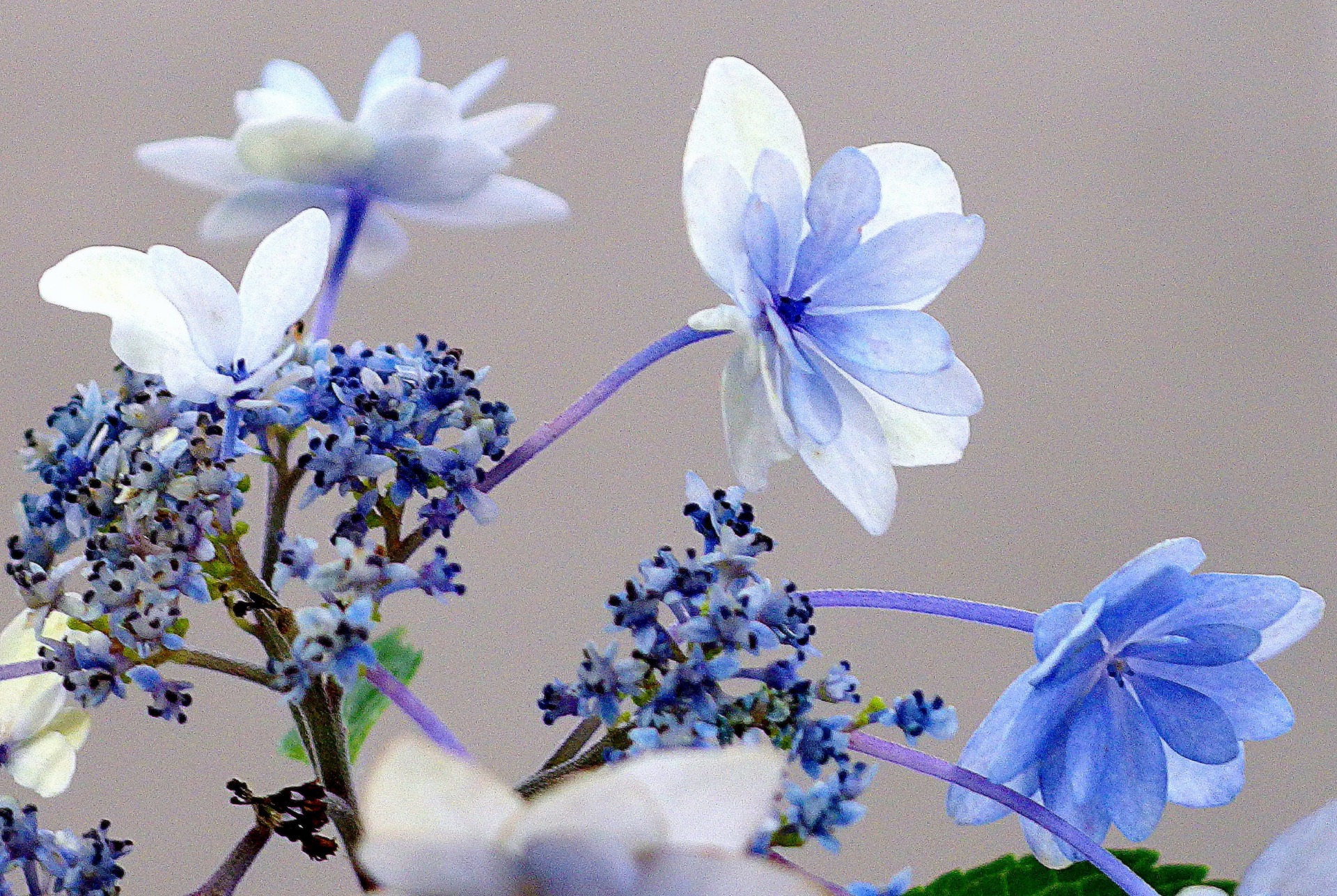 花 植物 紫陽花 星花火 壁紙19x1287 壁紙館