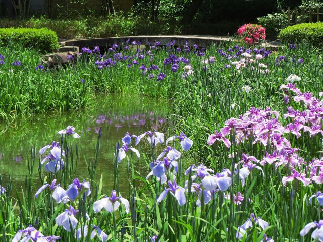 涼しげに咲く花菖蒲園