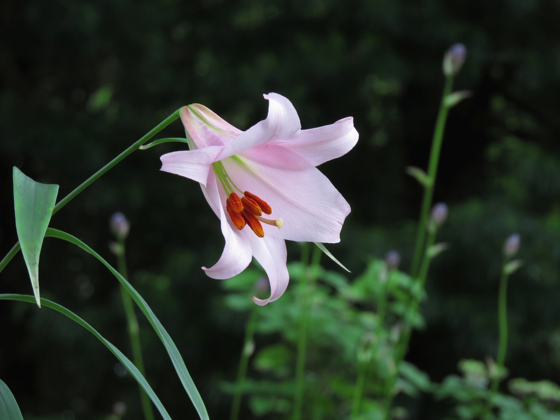 花 植物 一輪咲いたササユリ 壁紙19x1440 壁紙館