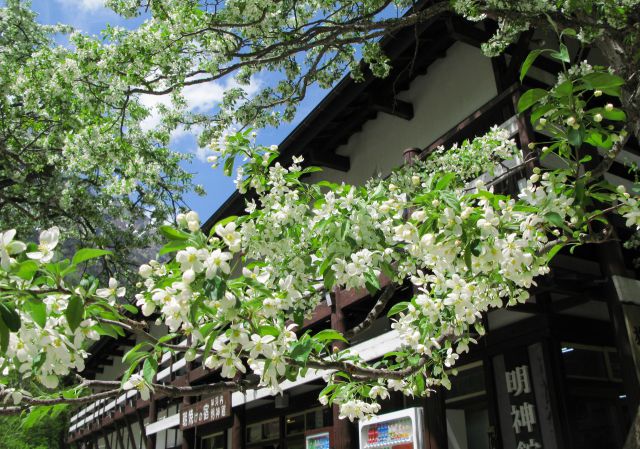 小梨の花咲く上高地