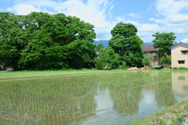 中津川の水田#1