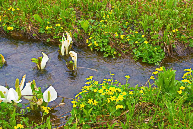 水芭蕉とリュウキンカ