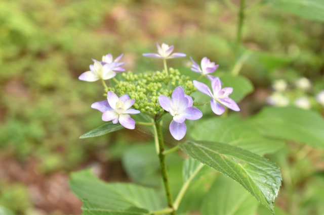 紫陽花