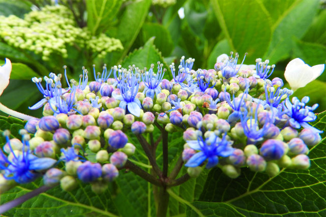 咲き始めた紫陽花