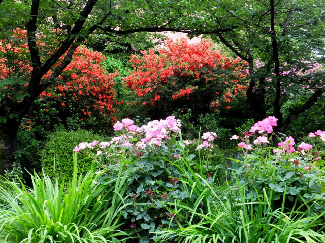 梅雨入り時の花風景