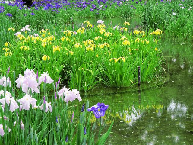 見頃の花菖蒲園