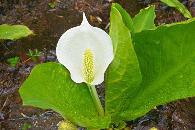 水芭蕉