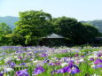 初夏の風物詩