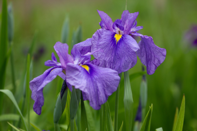 花菖蒲