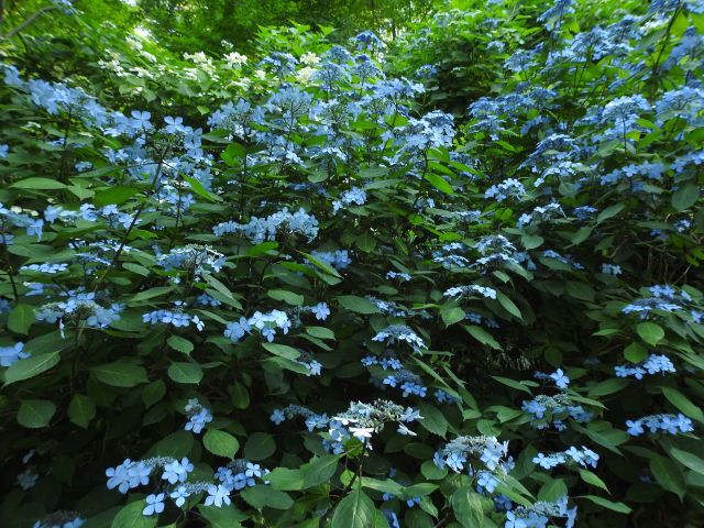 高幡不動の山紫陽花