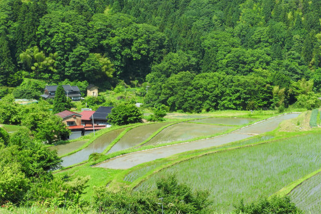 田植の終わった山里の棚田