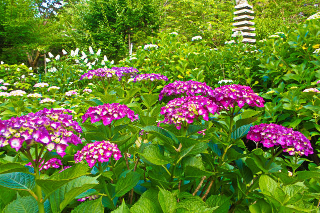 本土寺の紫陽花