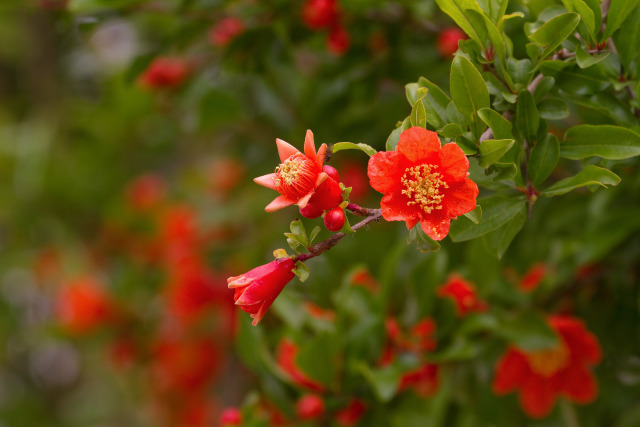 ざくろの花