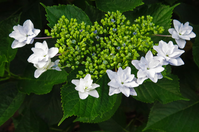 墨田の花火