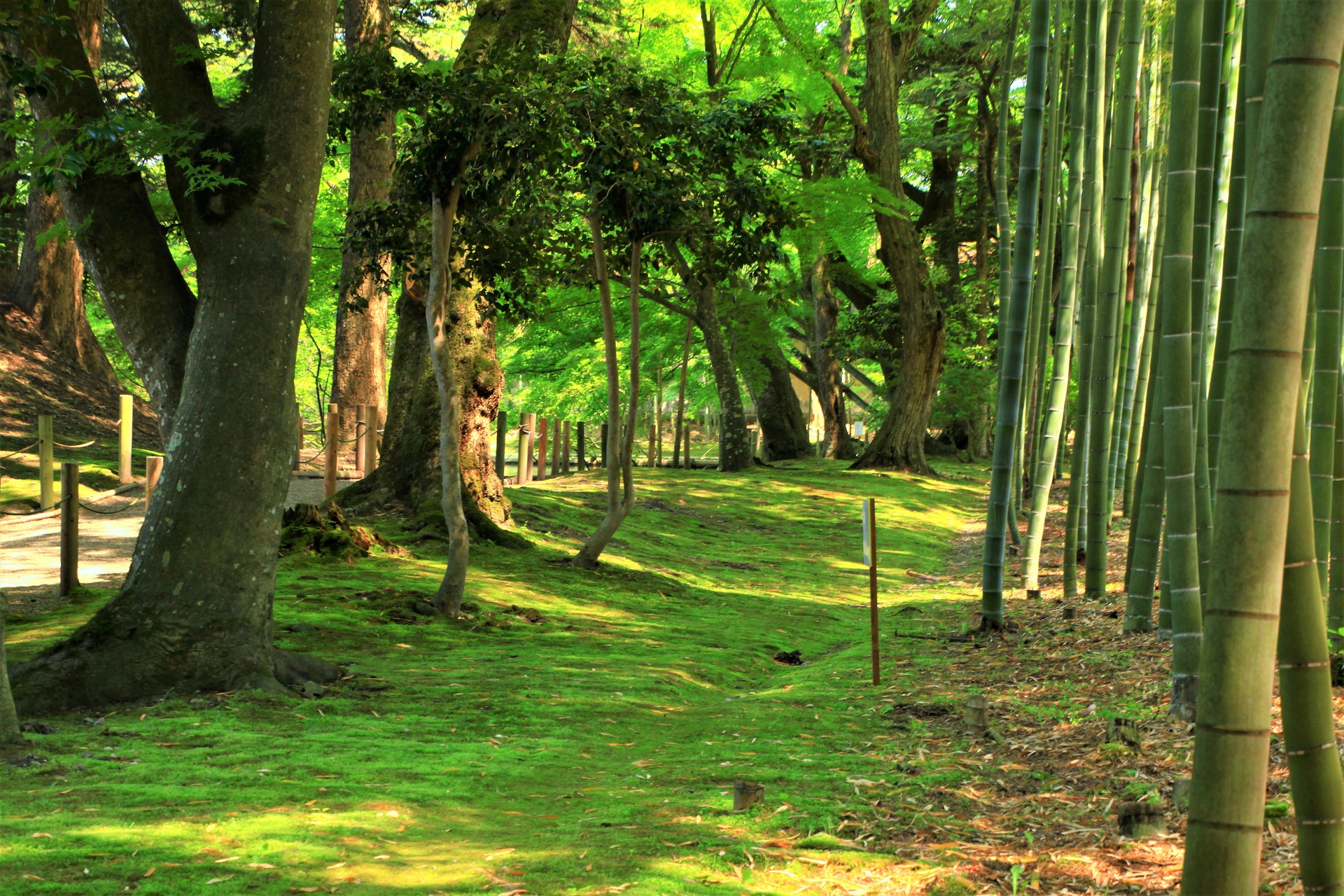 日本の風景 苔と竹林の道 壁紙19x1280 壁紙館