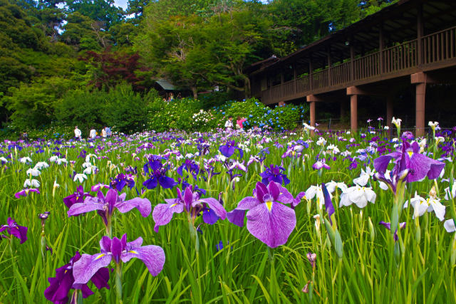 本土寺の花菖蒲