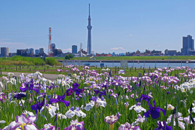 堀切水辺公園の花菖蒲