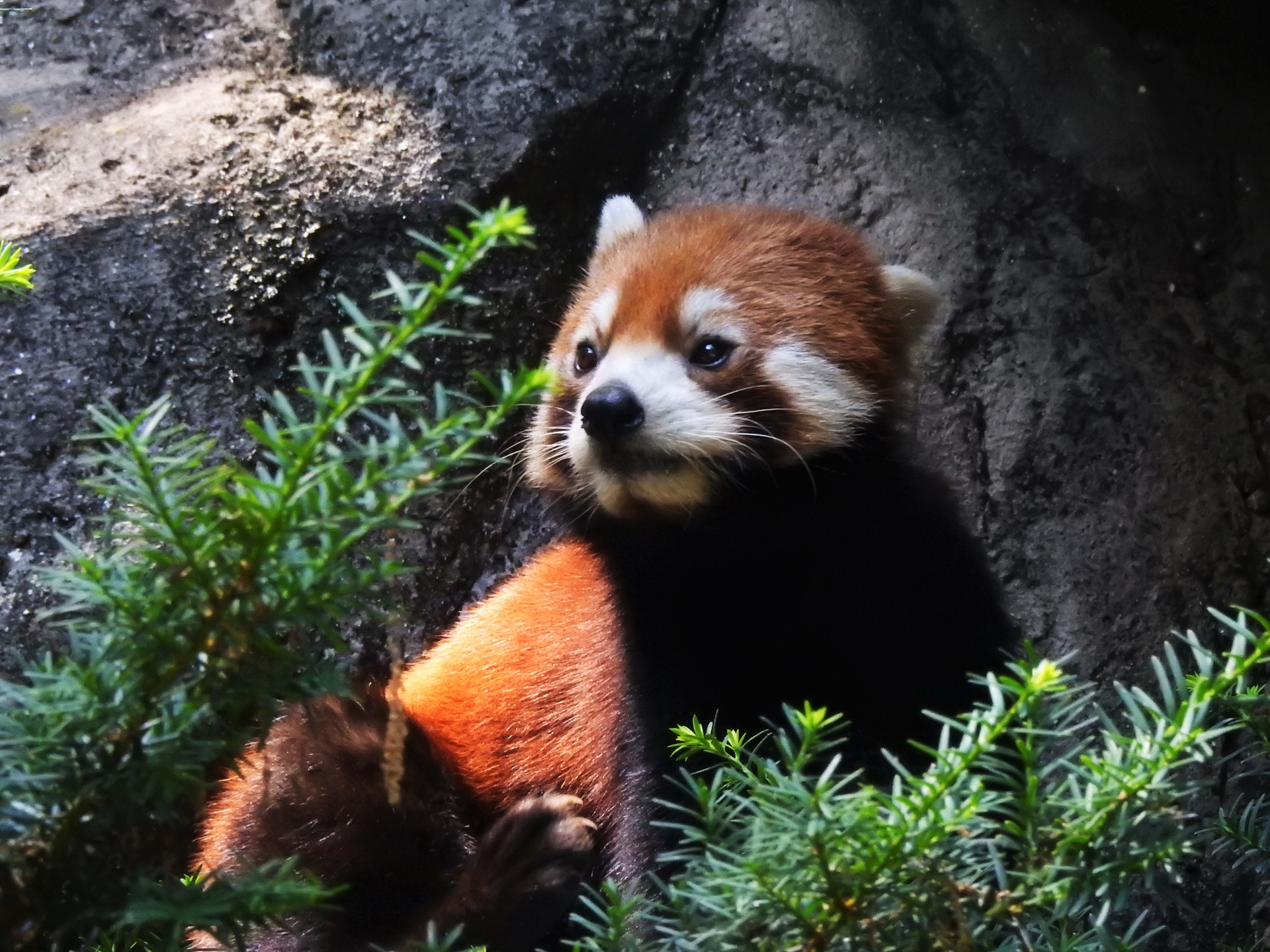 動物 その他 レッサーパンダ 壁紙19x1440 壁紙館