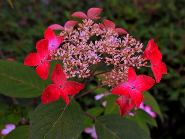 山紫陽花 紅