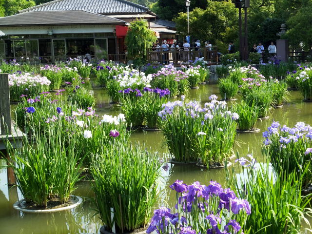 太宰府天満宮境内の花菖蒲