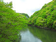 帝釈峡-新緑7