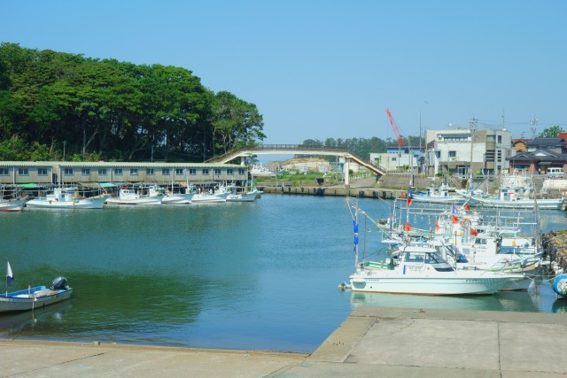 初夏の橋立港