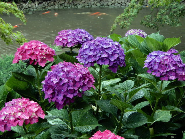 紫陽花と緋鯉