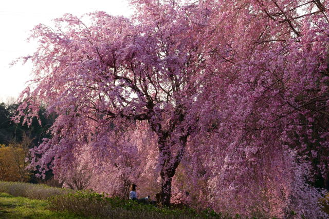 夕方のしだれ桜