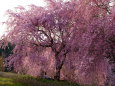 夕方のしだれ桜