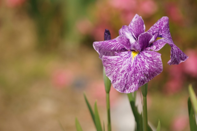 庭の花菖蒲(東鹿の子)