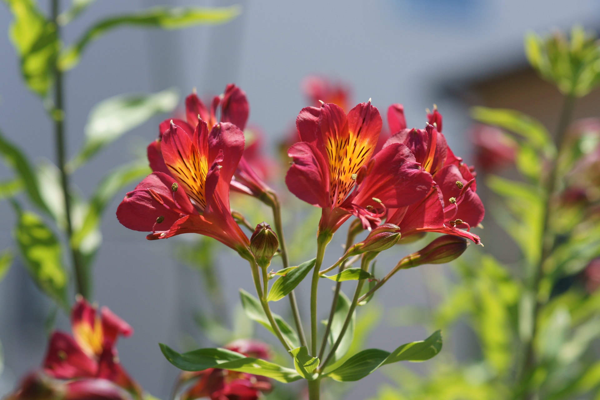 花 植物 赤いアルストロメリア 壁紙19x1280 壁紙館