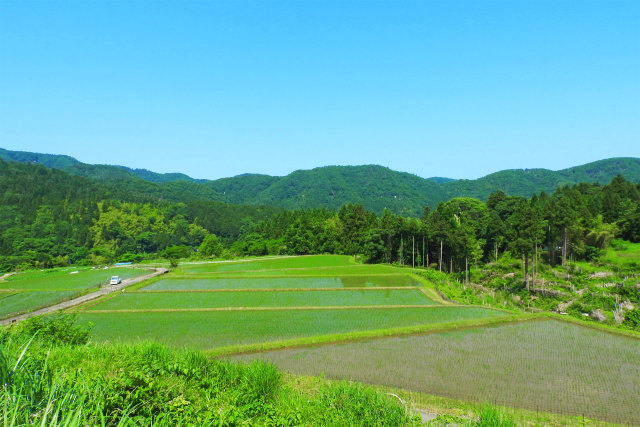 田植の終わった山里の棚田2