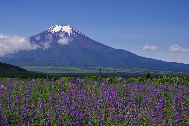 初夏の忍野村