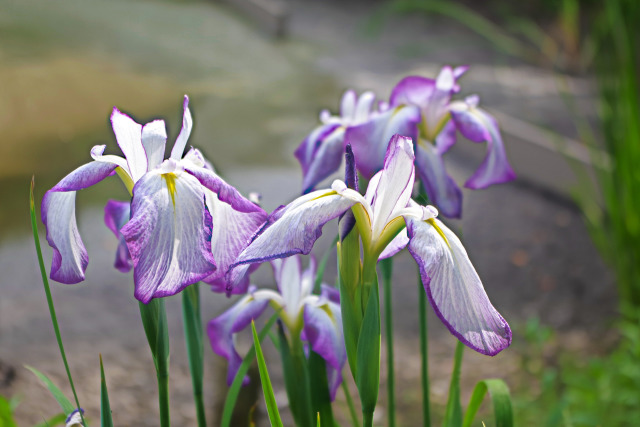 花菖蒲