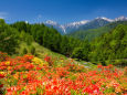 宮田高原 レンゲツツジ