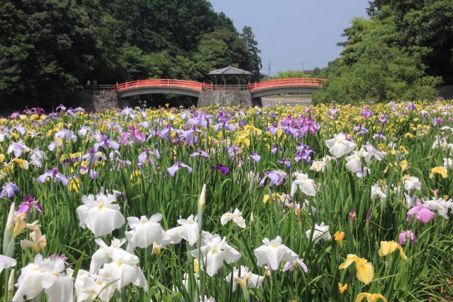 亀鶴公園のハナショウブ