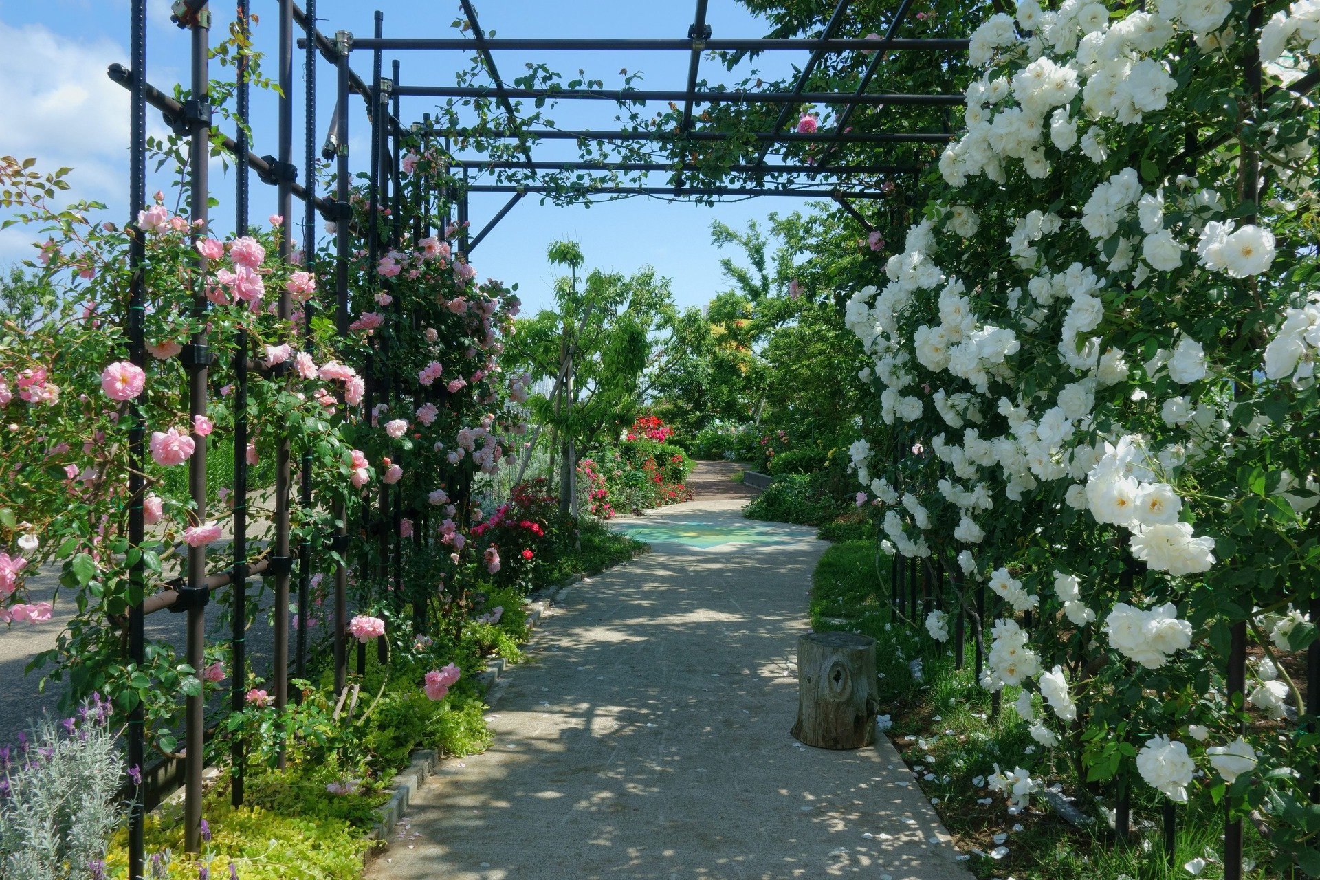 花 植物 ゆりの里公園のバラ園 壁紙19x1280 壁紙館