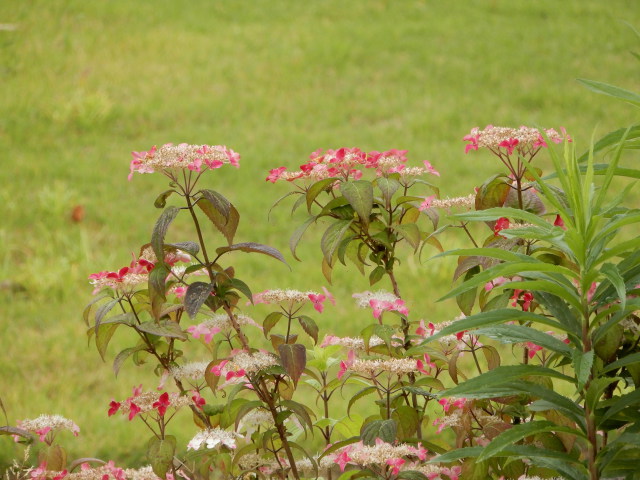 紫陽花