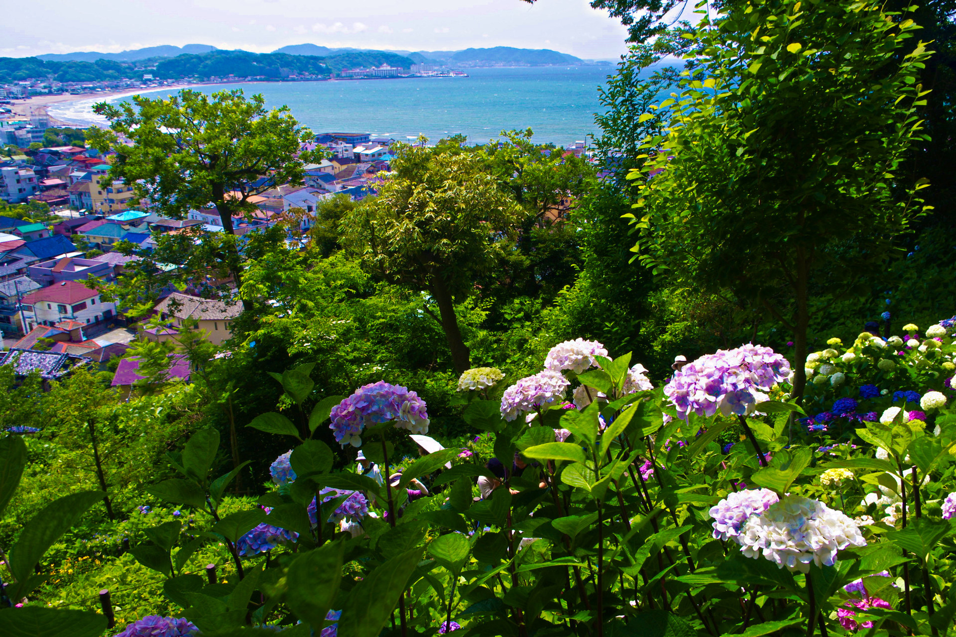 日本の風景 鎌倉 長谷寺の紫陽花と湘南の海 壁紙19x1280 壁紙館