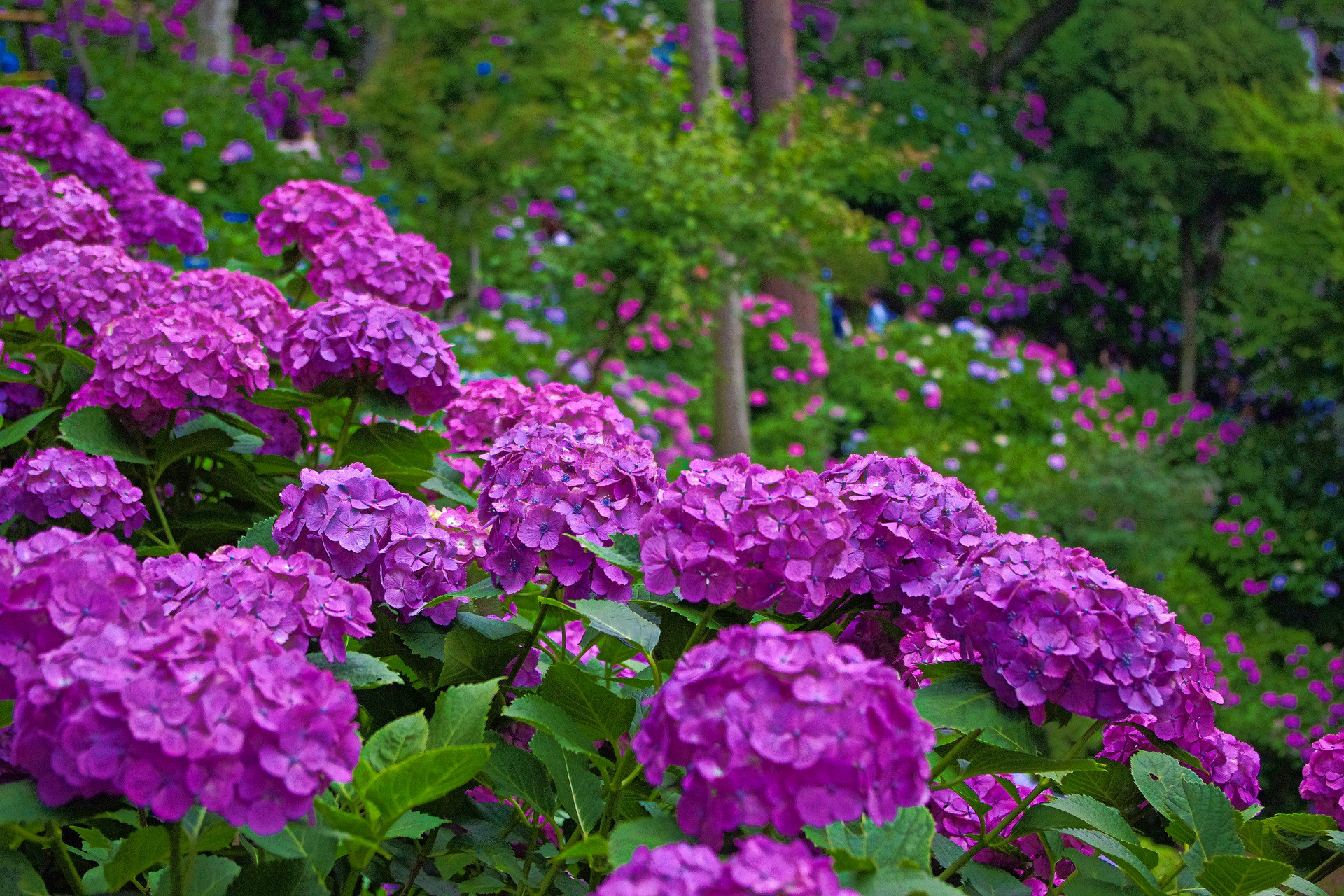 花 植物 鎌倉 長谷寺を彩る紫陽花 壁紙19x1280 壁紙館