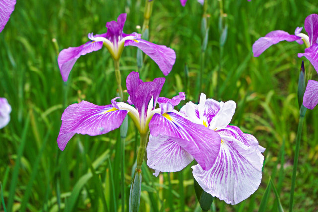 花菖蒲