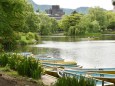 中島公園 菖蒲池