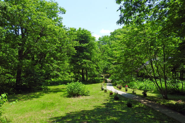 初夏の高原植物園-瀞川平5