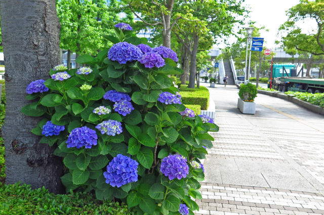 散歩道の花 1806-13-1