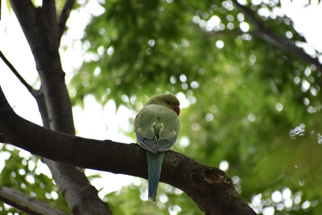 ワカケホンセイインコ野生化中