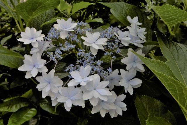 墨田の花火