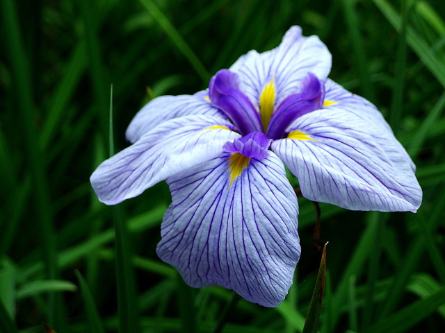 千葉公園の花菖蒲