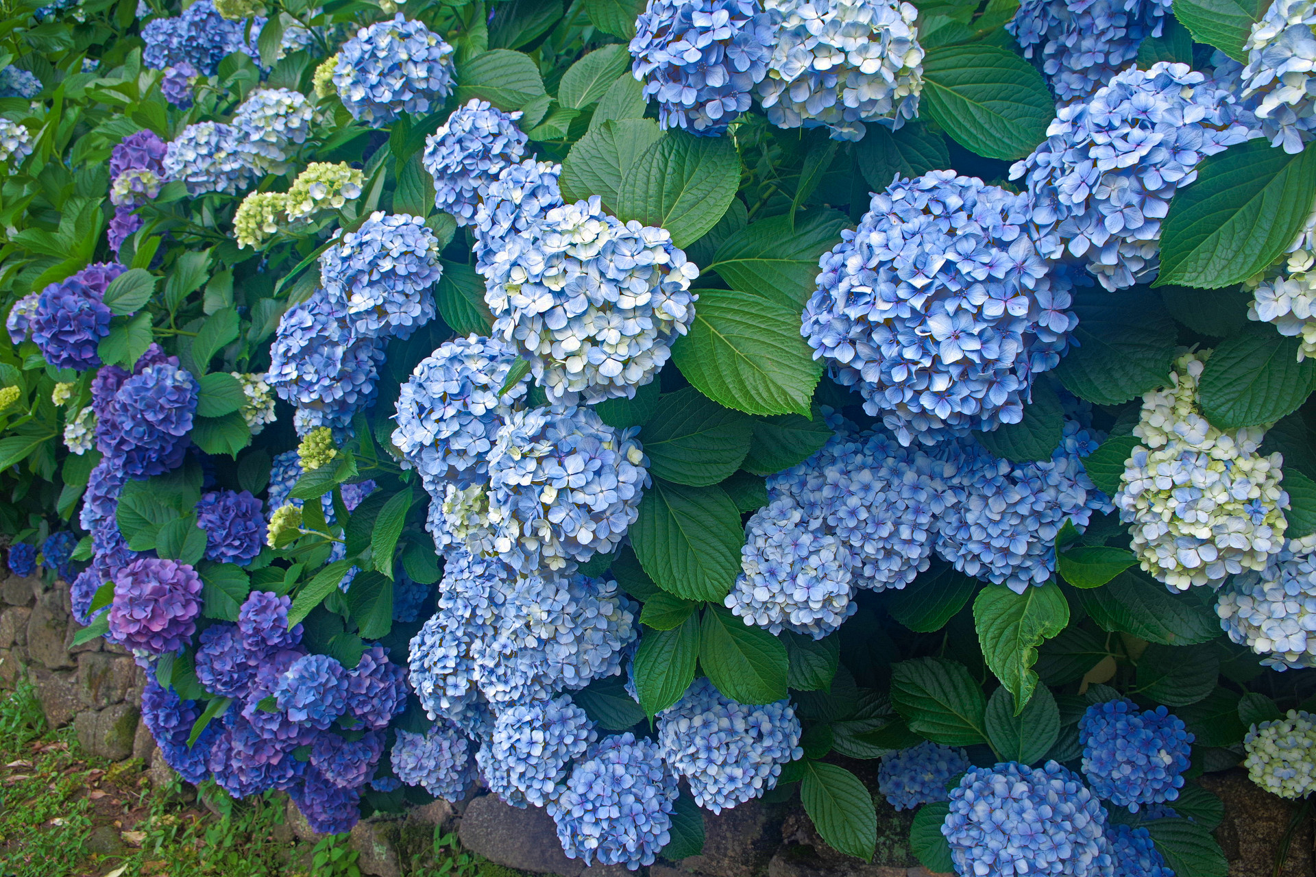 花 植物 蒼のグラデーション 壁紙1920x1280 壁紙館