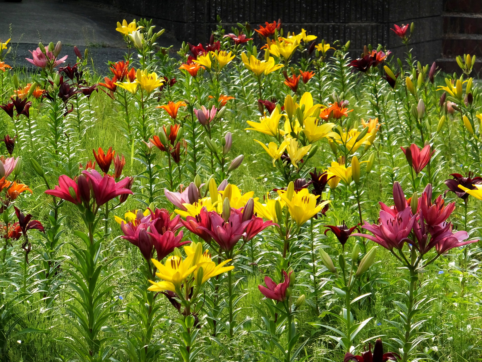 花 植物 ユリのお花畑 壁紙19x1440 壁紙館