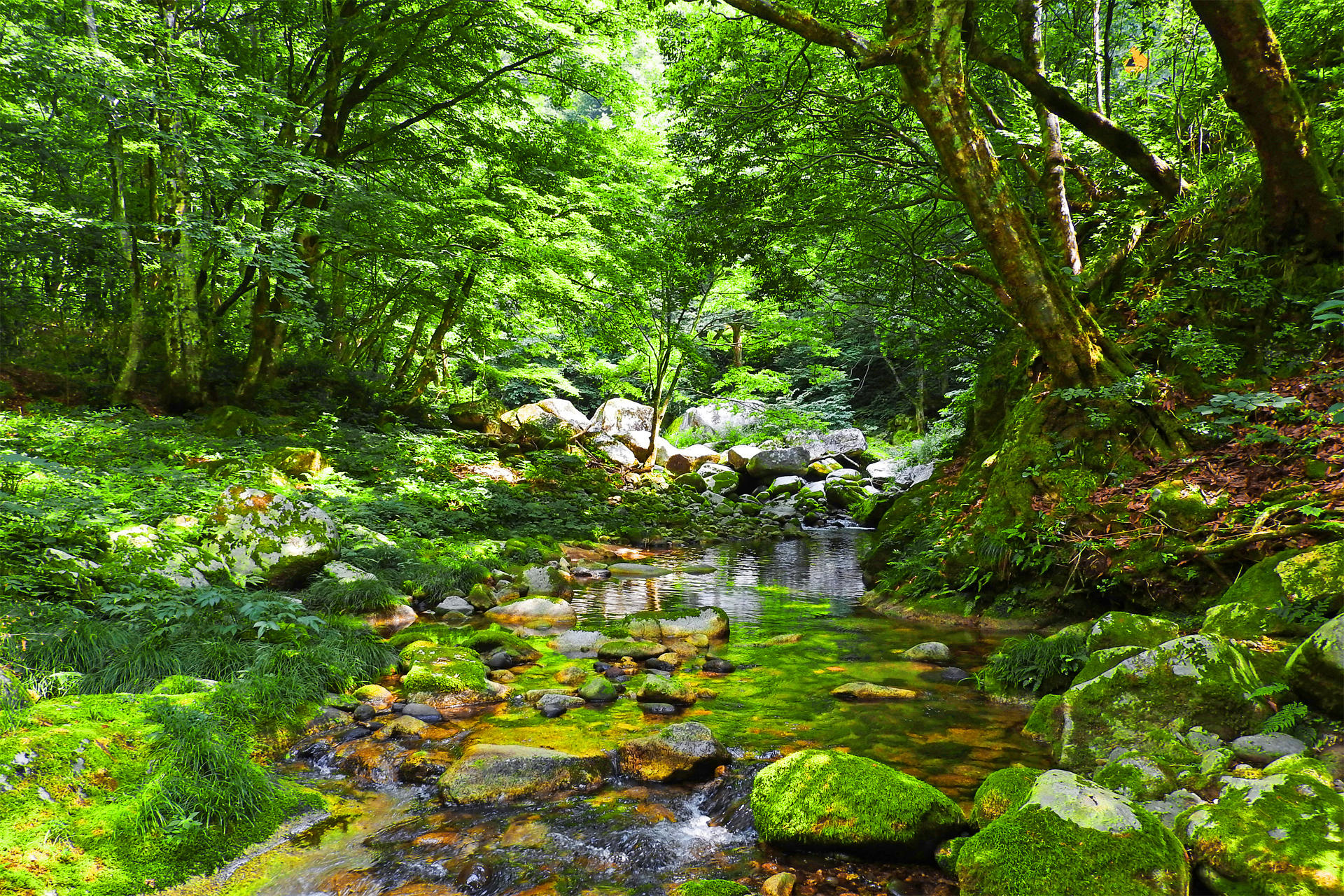 日本の風景「木漏れ日の渓流-初夏6」壁紙1920x1280 - 壁紙館